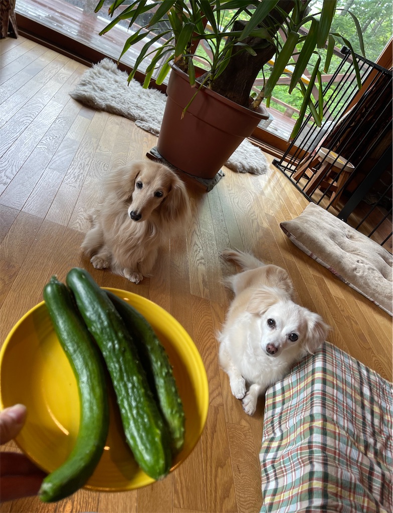 f:id:captaindog082:20210706171005j:image