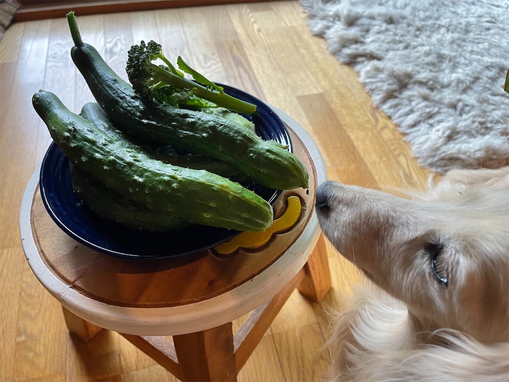 f:id:captaindog082:20210708160712j:image