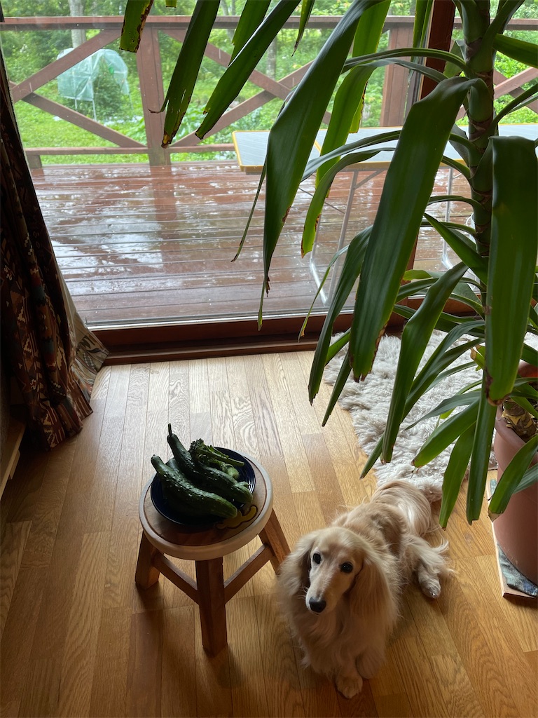 f:id:captaindog082:20210708160716j:image