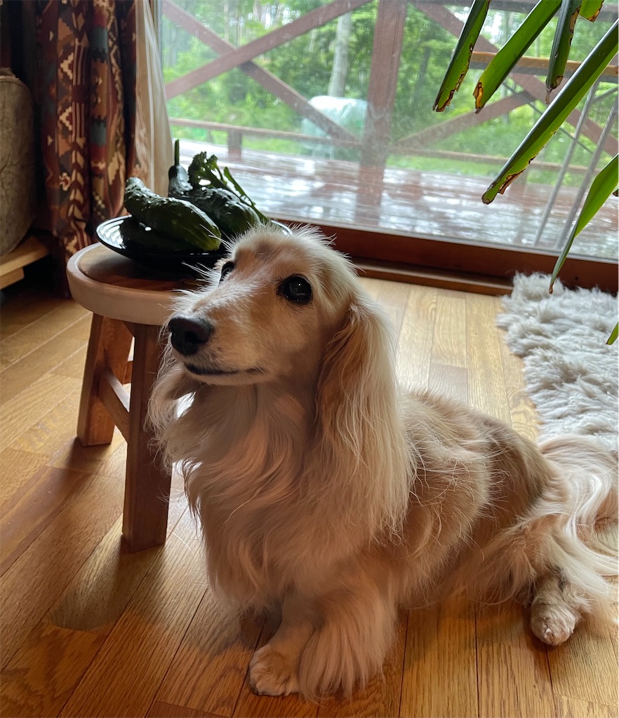 f:id:captaindog082:20210708160726j:image