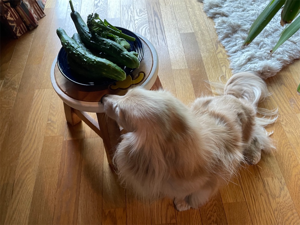 f:id:captaindog082:20210708160734j:image