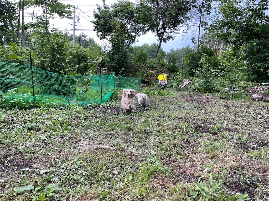 f:id:captaindog082:20210710172551j:image