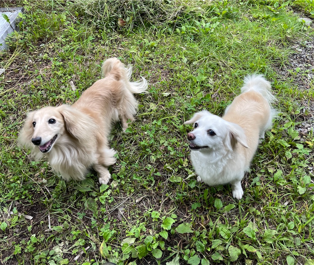 f:id:captaindog082:20210710172554j:image