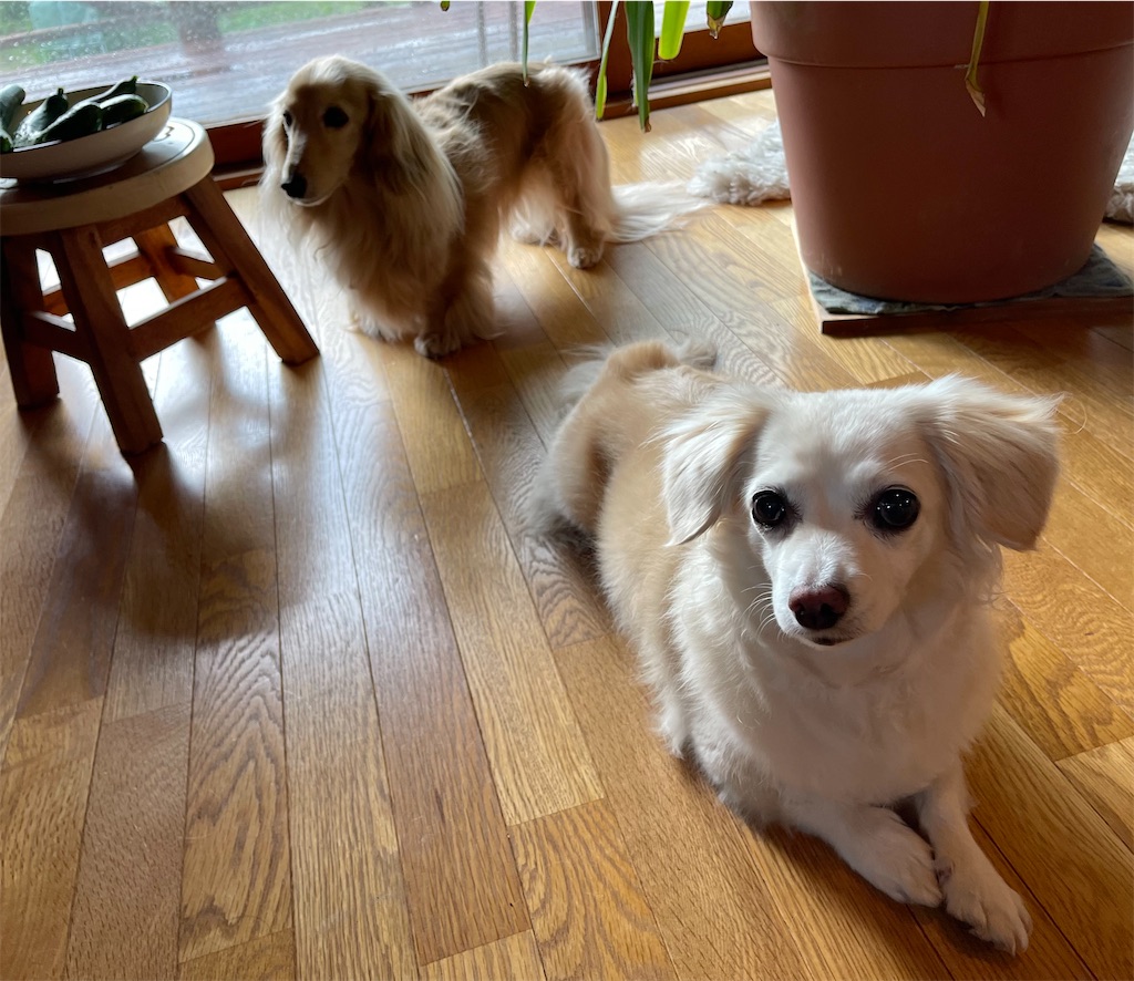 f:id:captaindog082:20210711173208j:image