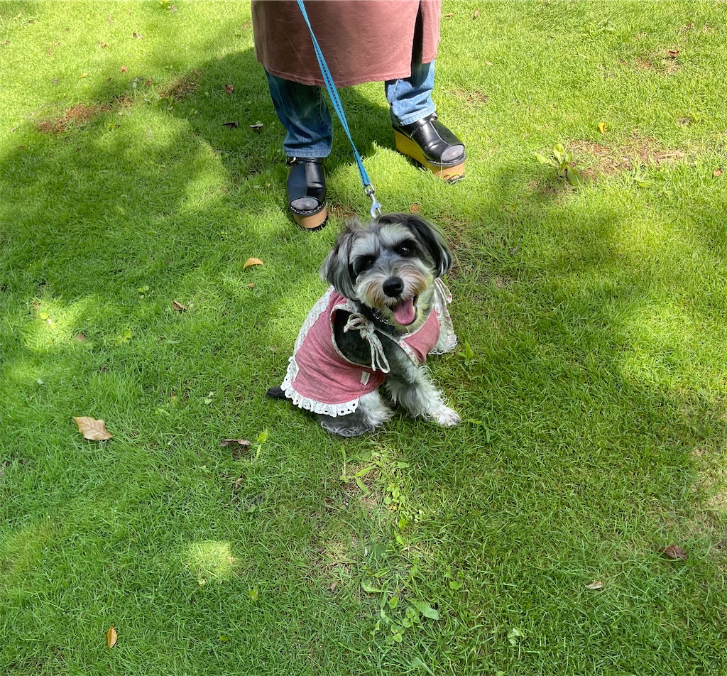 f:id:captaindog082:20210802145530j:image