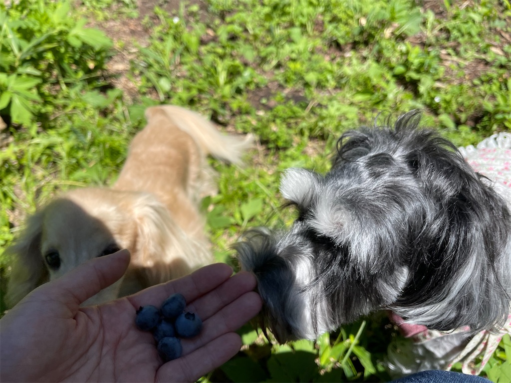 f:id:captaindog082:20210802145534j:image