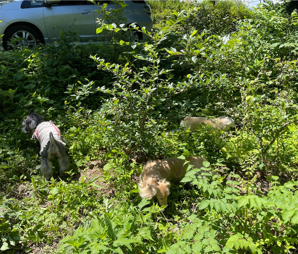 f:id:captaindog082:20210802145540j:image