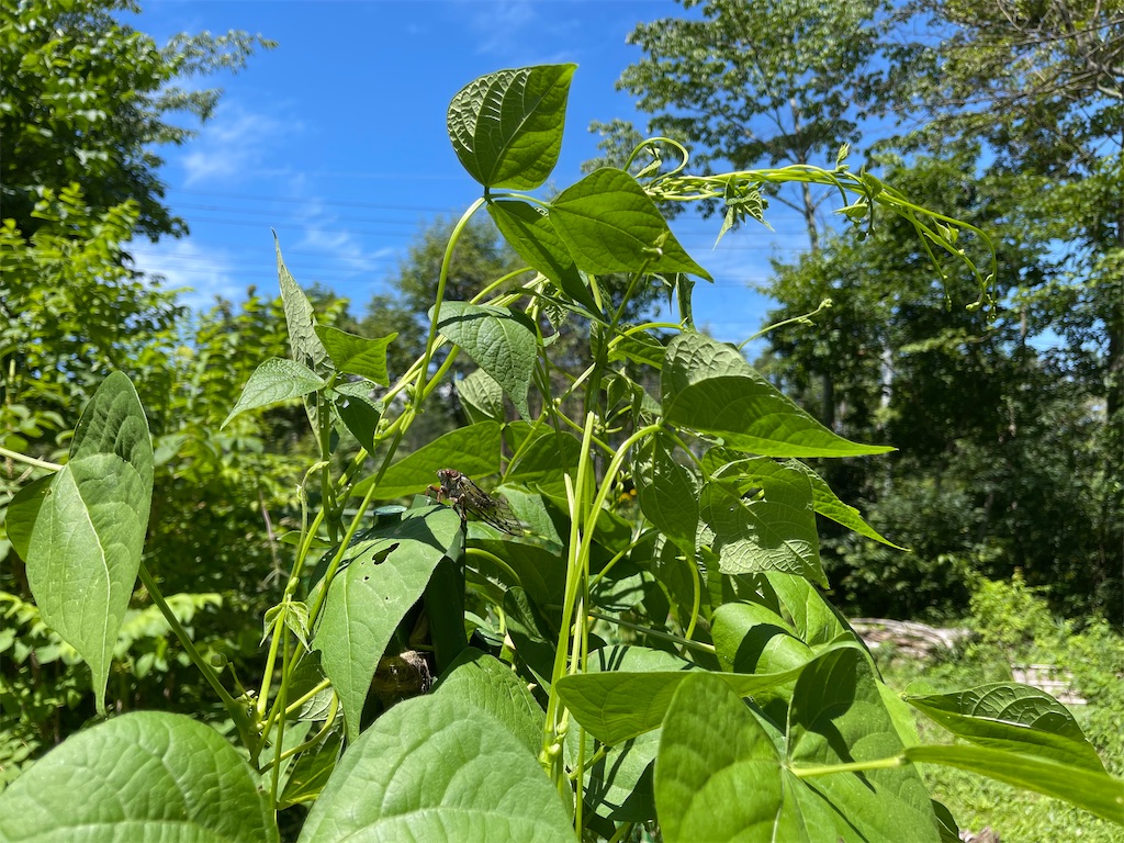 f:id:captaindog082:20210802145544j:image