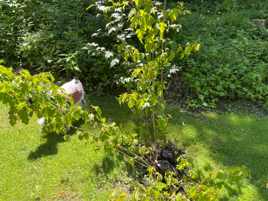 f:id:captaindog082:20210802145548j:image