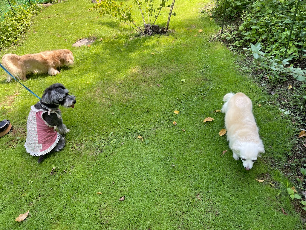 f:id:captaindog082:20210802145551j:image