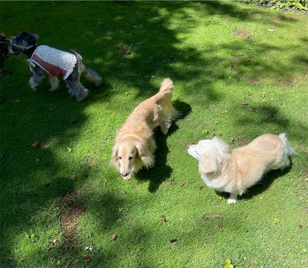 f:id:captaindog082:20210802145555j:image