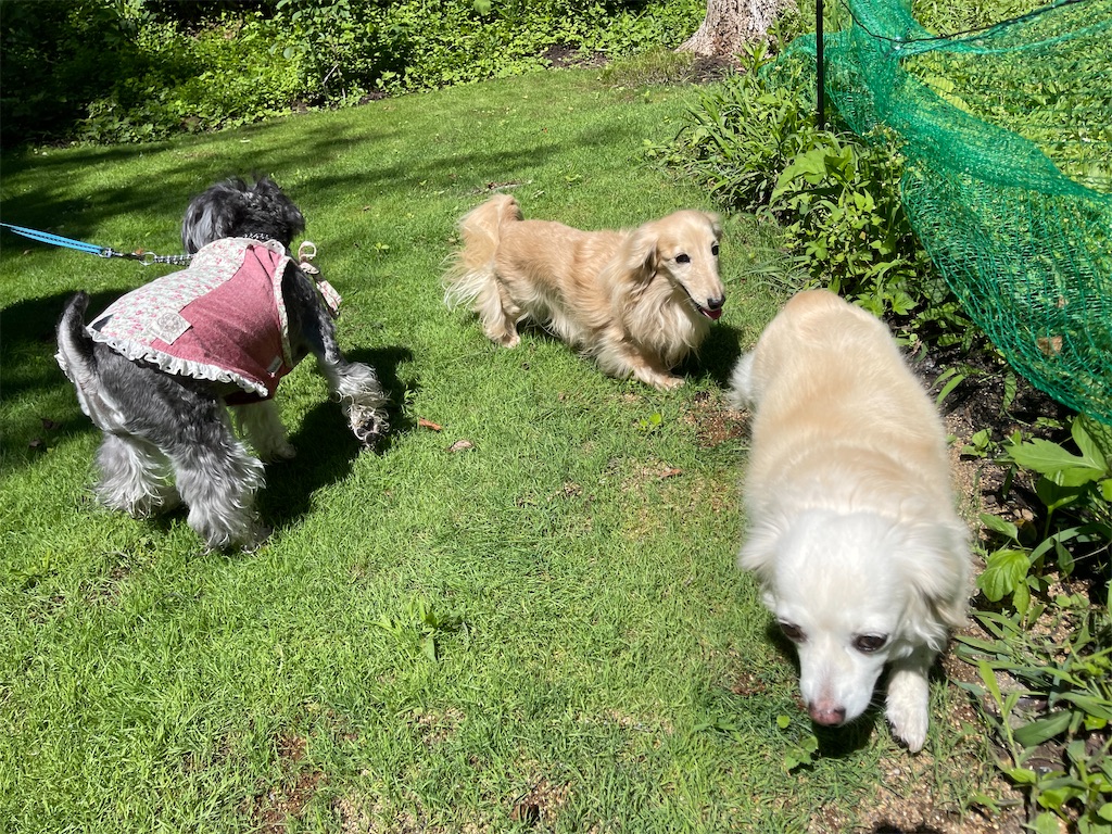 f:id:captaindog082:20210802145630j:image