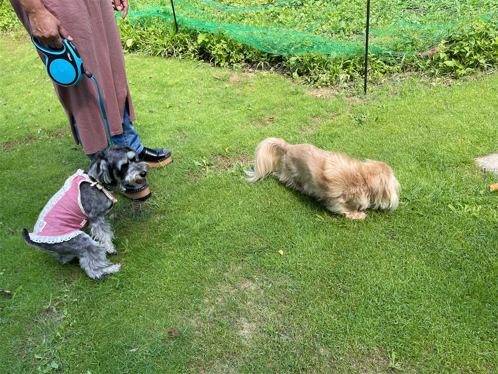 f:id:captaindog082:20210802145633j:image