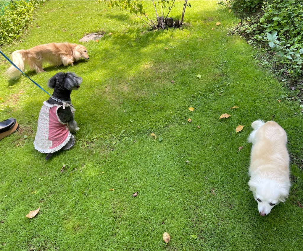 f:id:captaindog082:20210802145636j:image