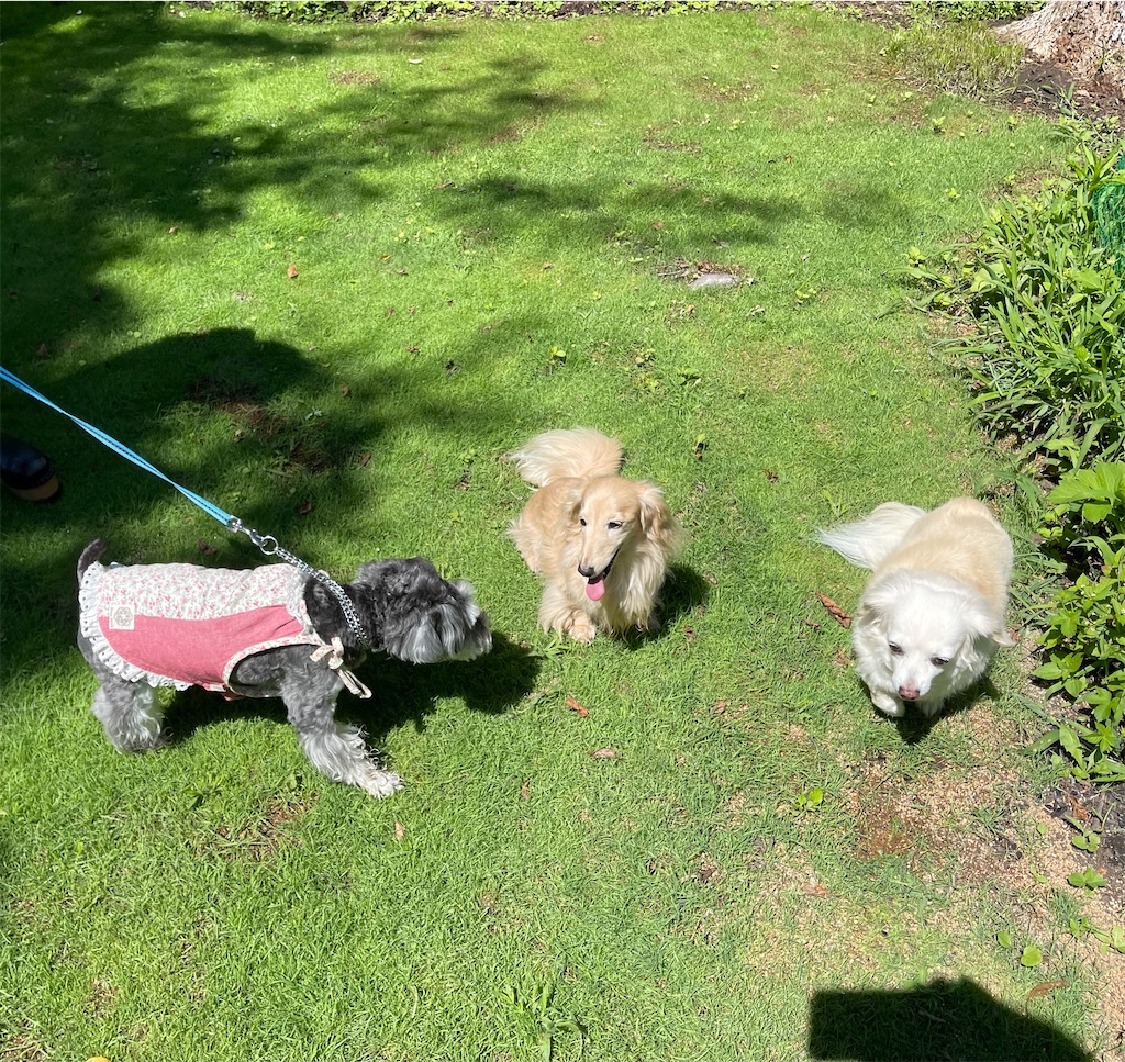 f:id:captaindog082:20210802145640j:image