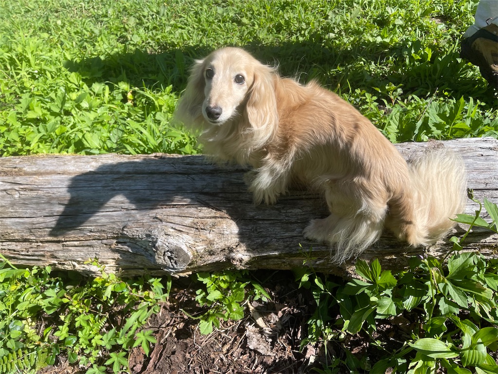 f:id:captaindog082:20210804065359j:image