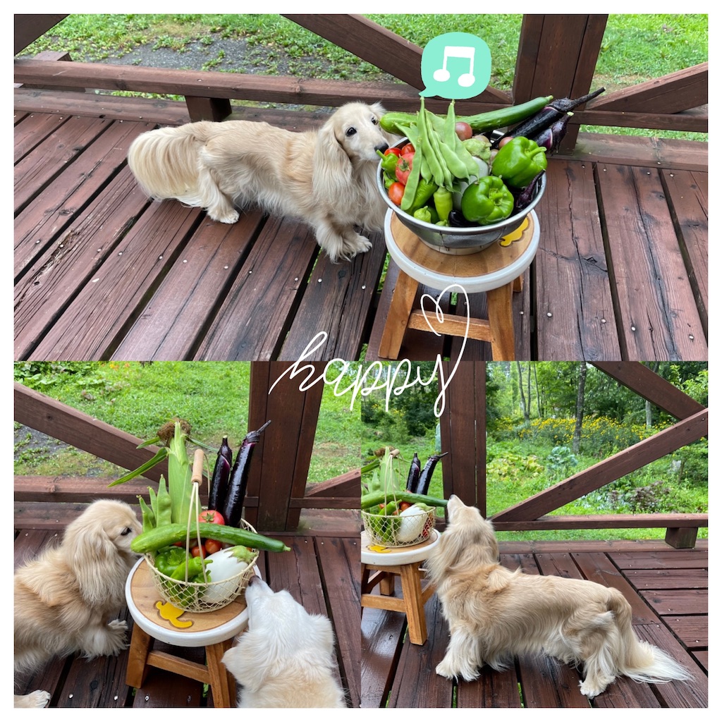 f:id:captaindog082:20210808091119j:image