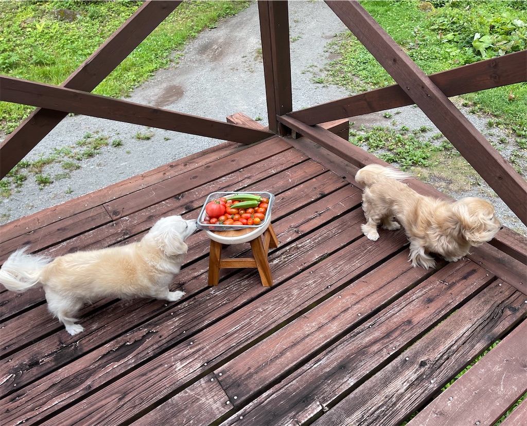 f:id:captaindog082:20210809090218j:image