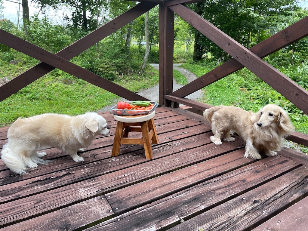 f:id:captaindog082:20210809090224j:image