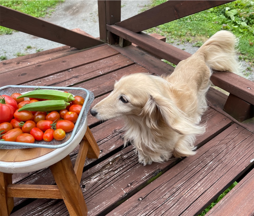 f:id:captaindog082:20210809090227j:image