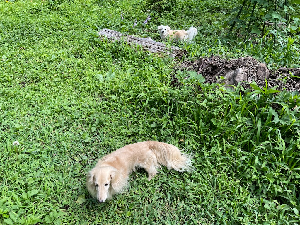 f:id:captaindog082:20210810144227j:image