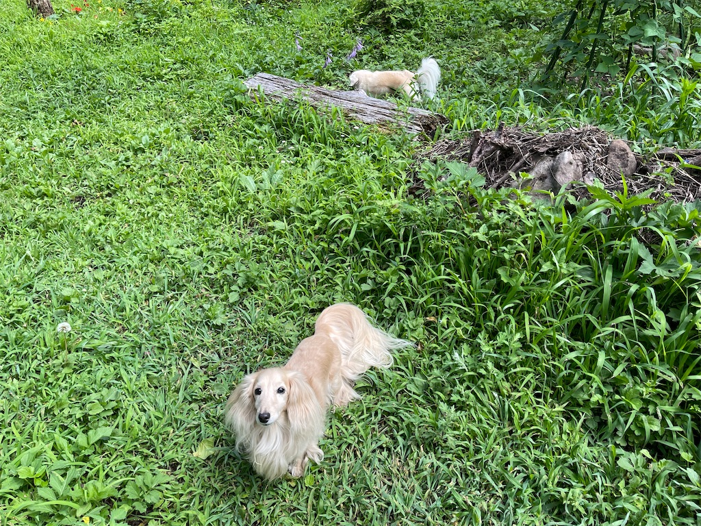 f:id:captaindog082:20210810144238j:image