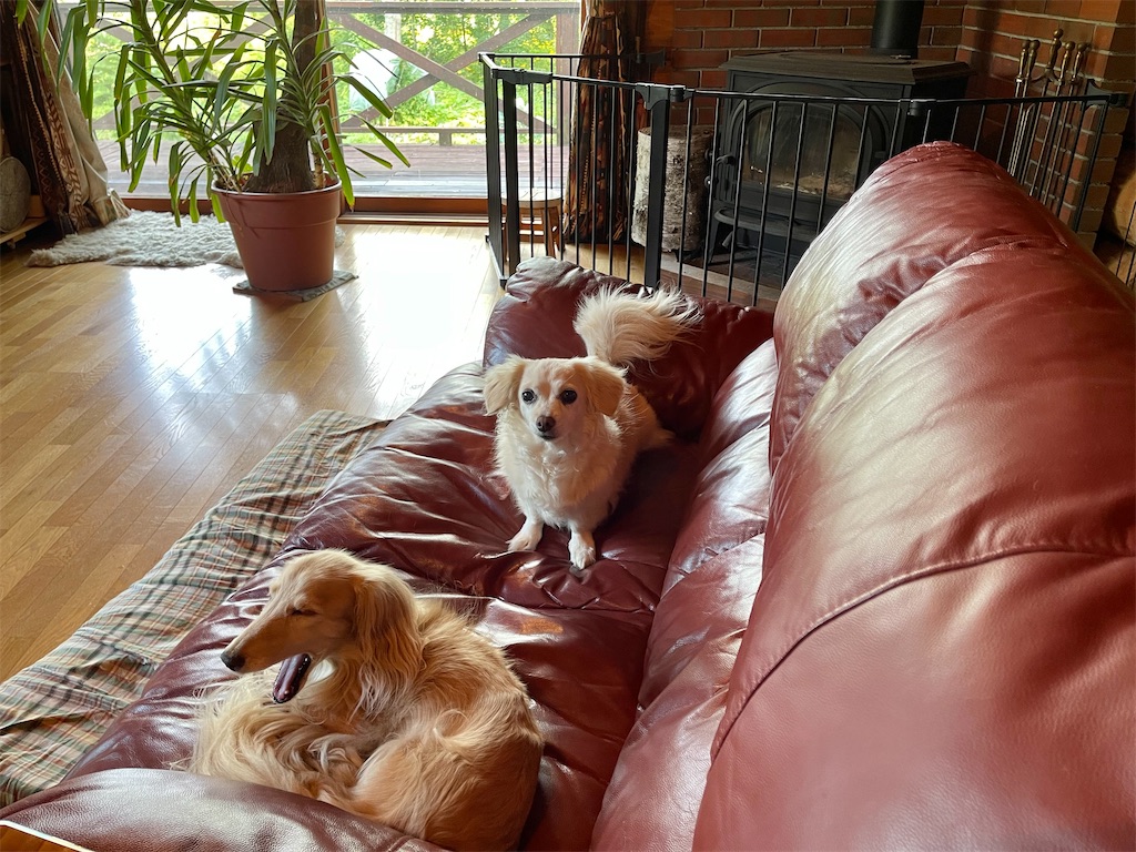 f:id:captaindog082:20210811084530j:image