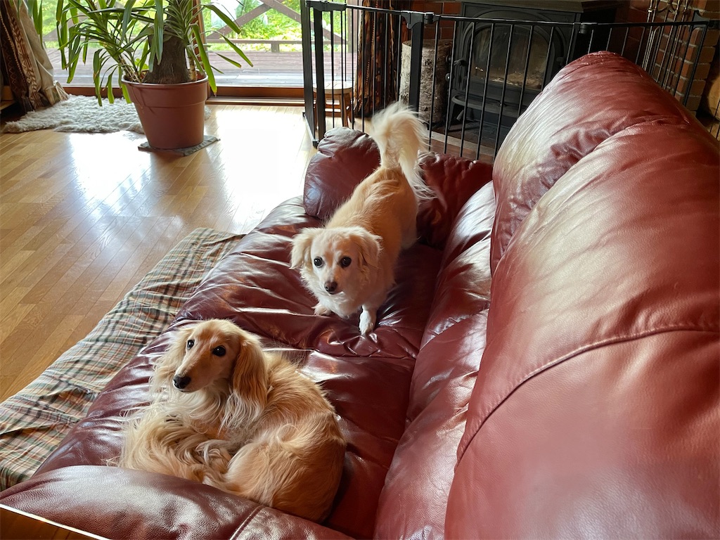 f:id:captaindog082:20210811084534j:image