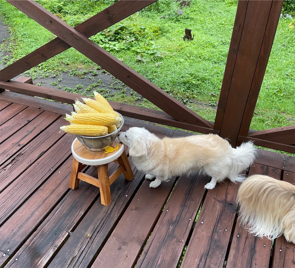 f:id:captaindog082:20210816090207j:image
