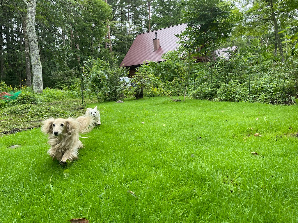 f:id:captaindog082:20210821125805j:image f:id:captaindog082:20210821125805j:image