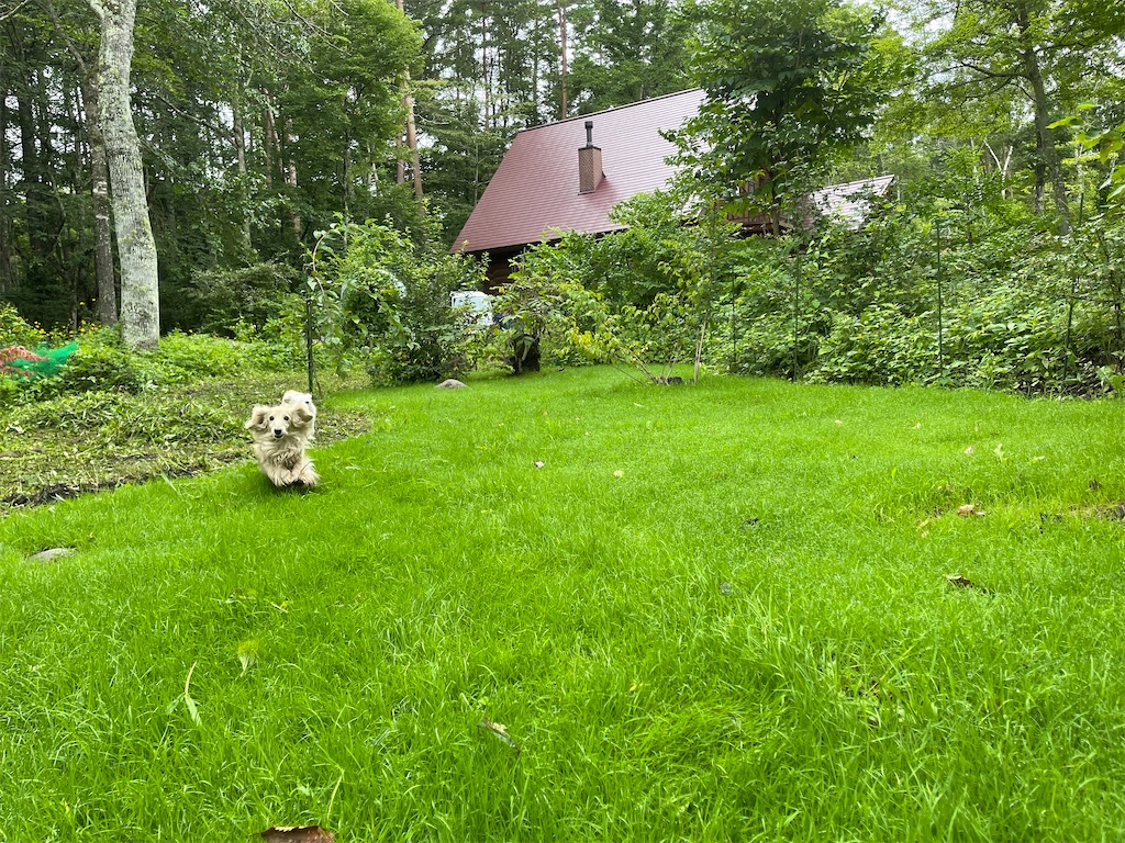 f:id:captaindog082:20210821125809j:image f:id:captaindog082:20210821125809j:image