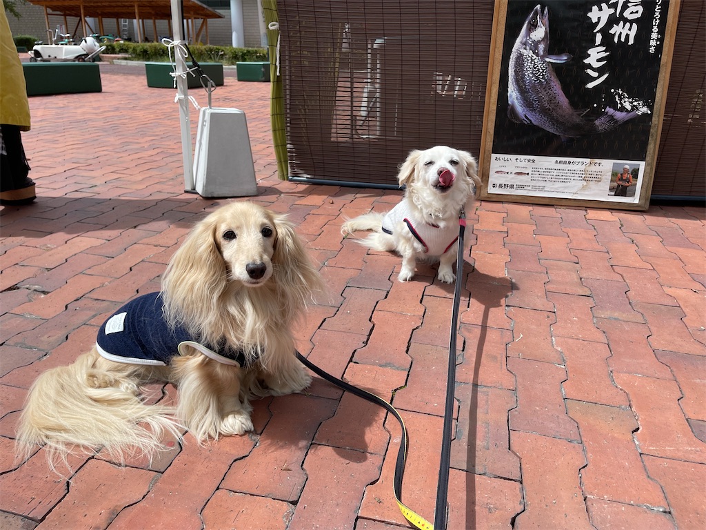 f:id:captaindog082:20210822140247j:image