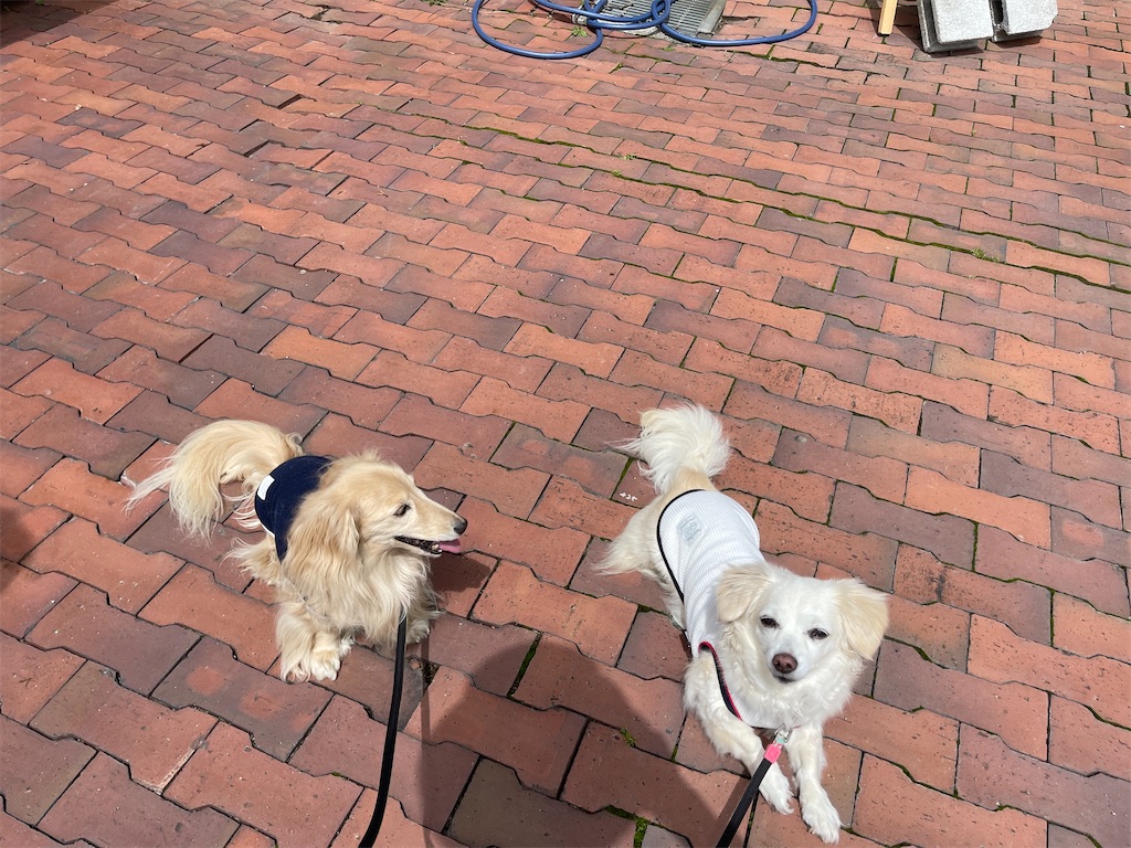 f:id:captaindog082:20210822140253j:image