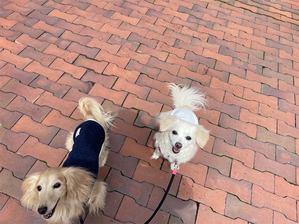 f:id:captaindog082:20210822140256j:image