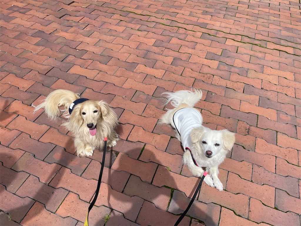 f:id:captaindog082:20210822140259j:image