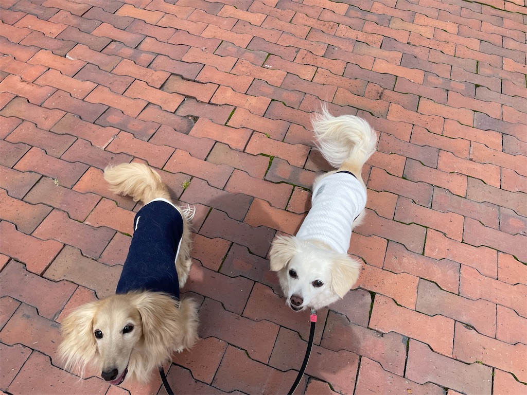 f:id:captaindog082:20210822140302j:image