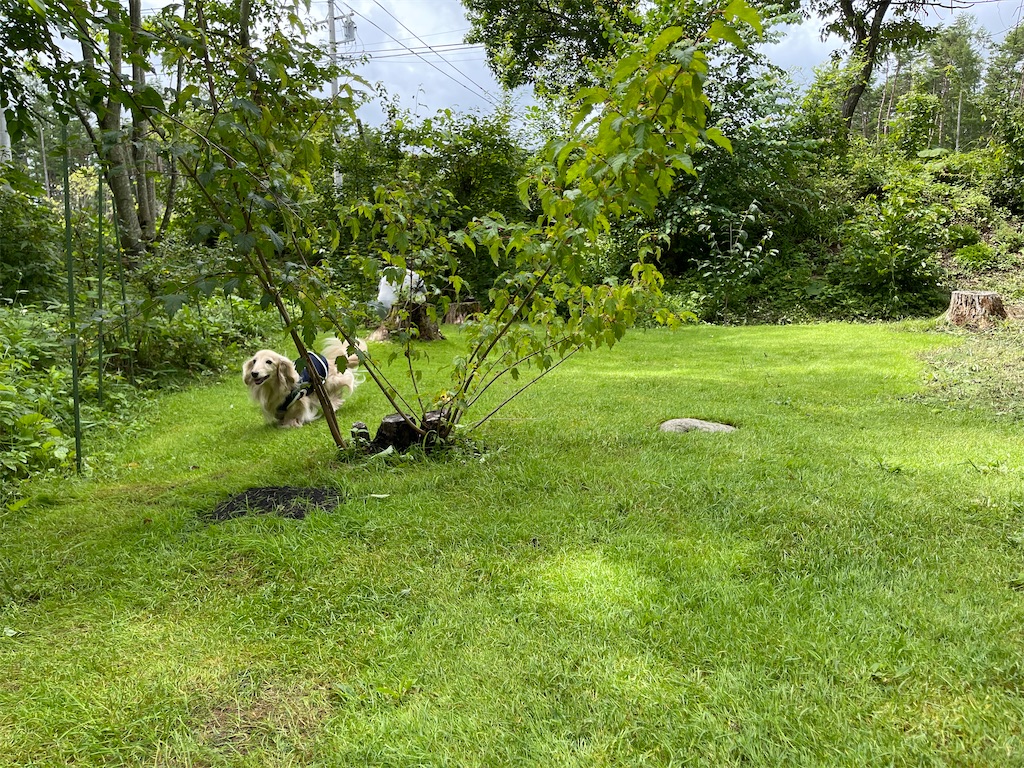 f:id:captaindog082:20210822205331j:image