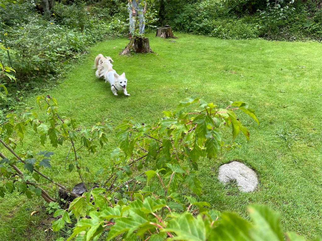 f:id:captaindog082:20210822205335j:image