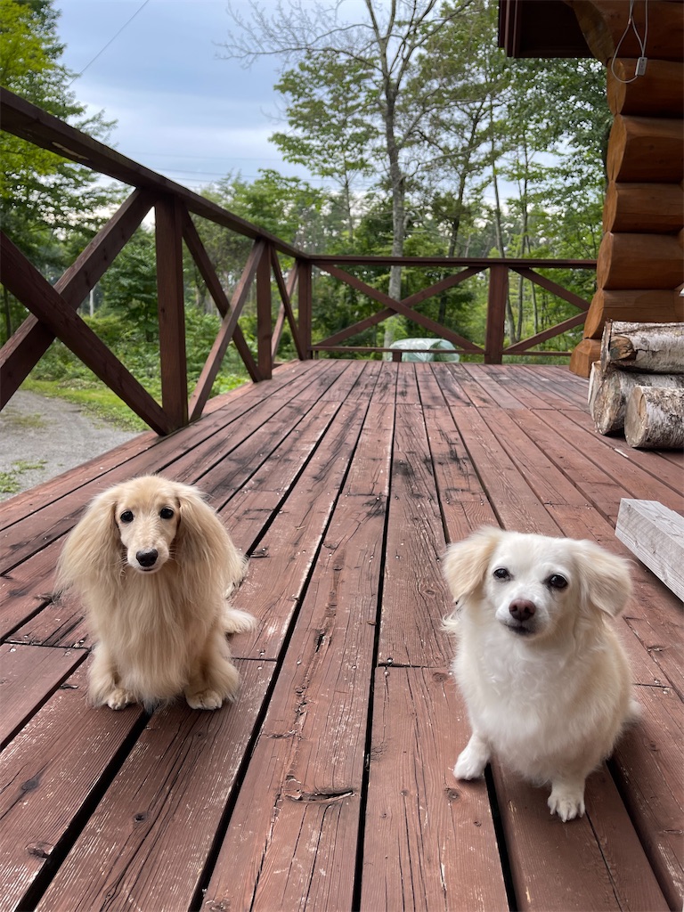 f:id:captaindog082:20210824163106j:image f:id:captaindog082:20210824163106j:image