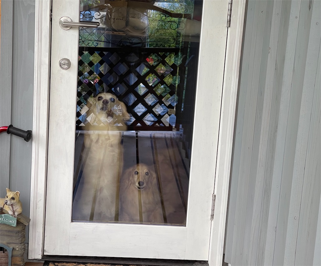 f:id:captaindog082:20210824163117j:image f:id:captaindog082:20210824163117j:image