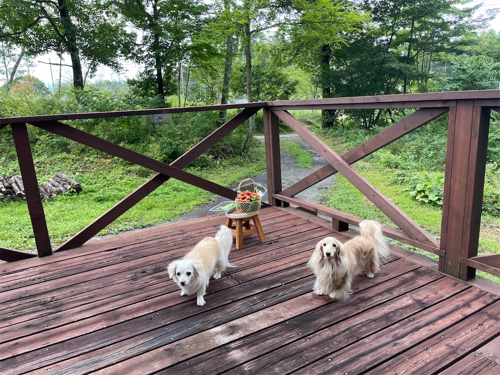 f:id:captaindog082:20210825202410j:image