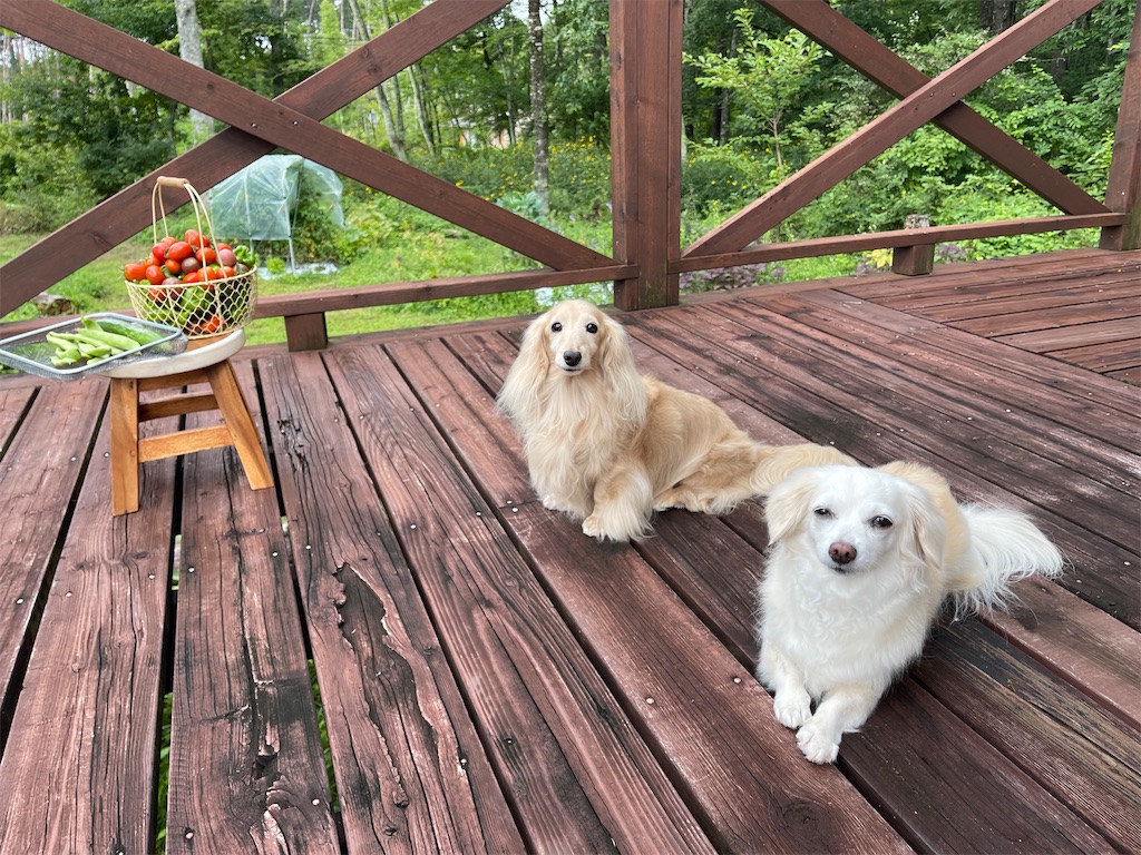 f:id:captaindog082:20210825202413j:image