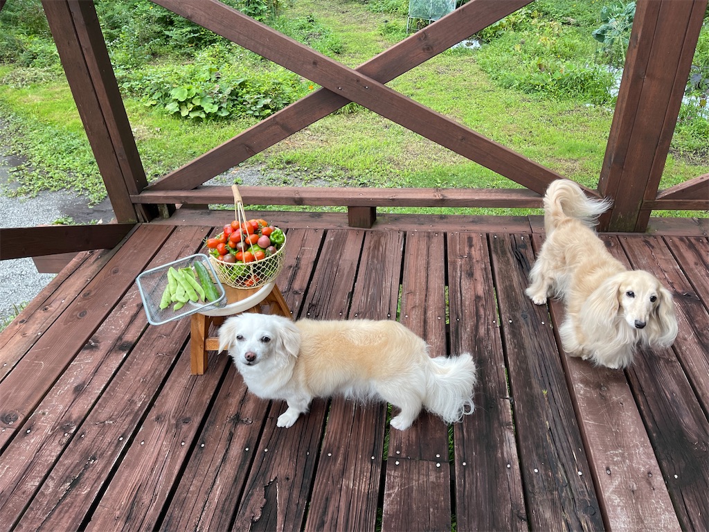 f:id:captaindog082:20210825202418j:image