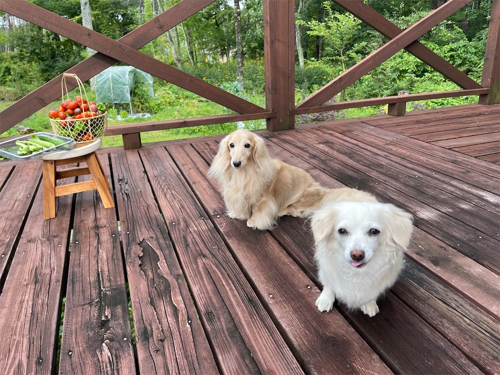 f:id:captaindog082:20210825202425j:image