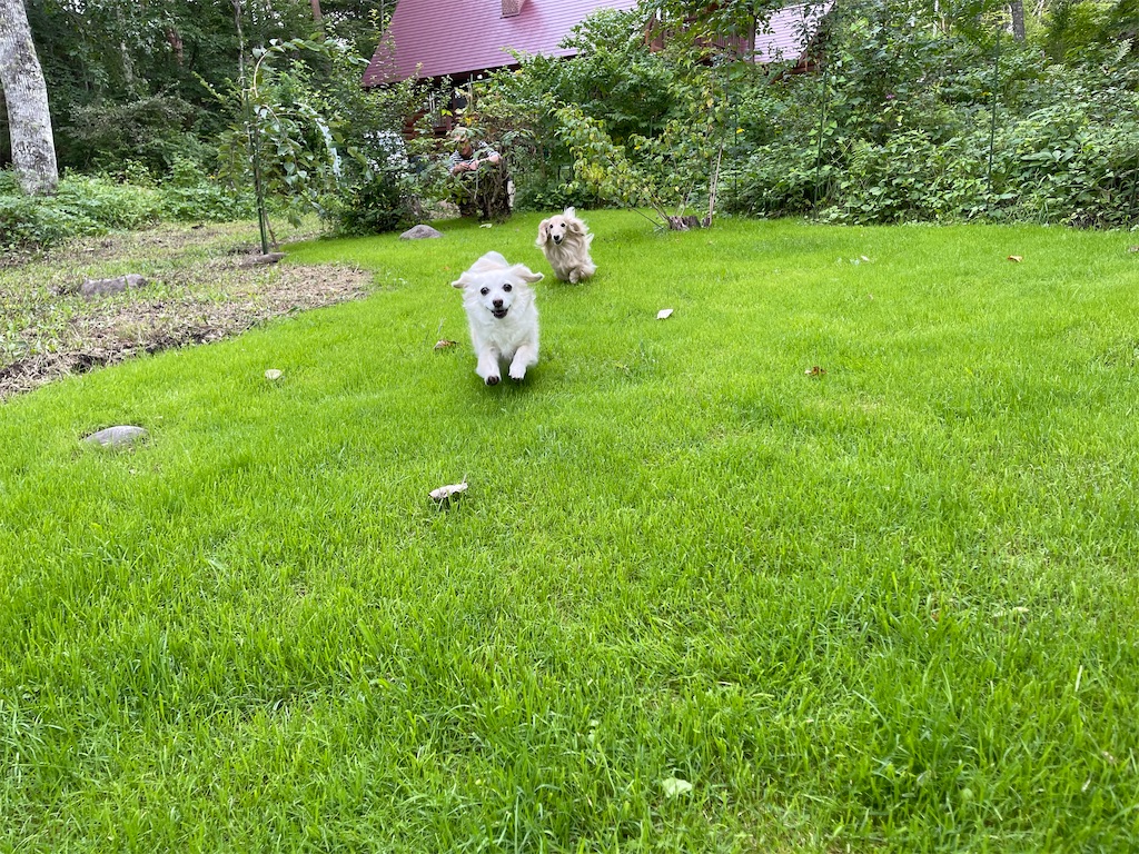 f:id:captaindog082:20210825212601j:image