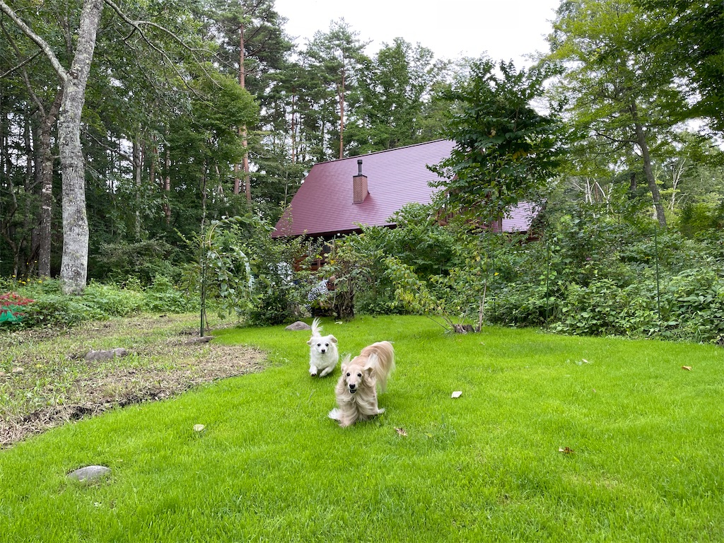 f:id:captaindog082:20210825212608j:image