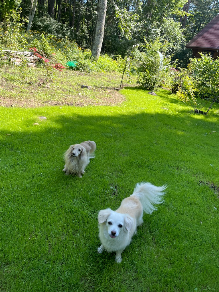 f:id:captaindog082:20210827172728j:image