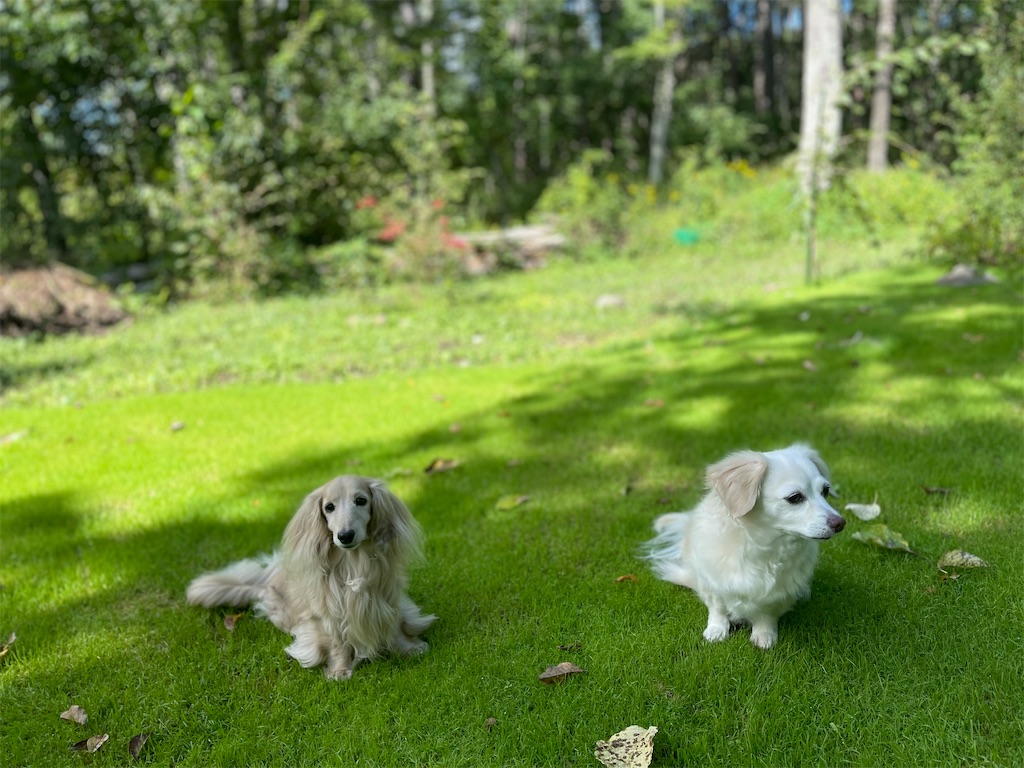 f:id:captaindog082:20210910214937j:image