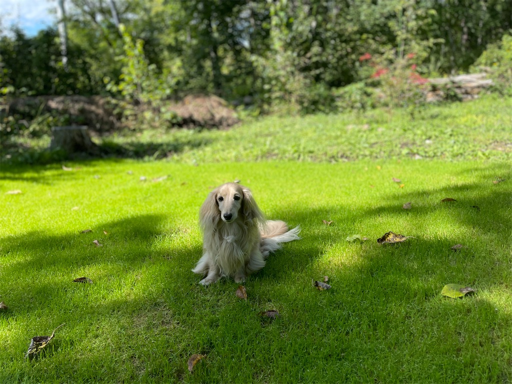 f:id:captaindog082:20210910214951j:image