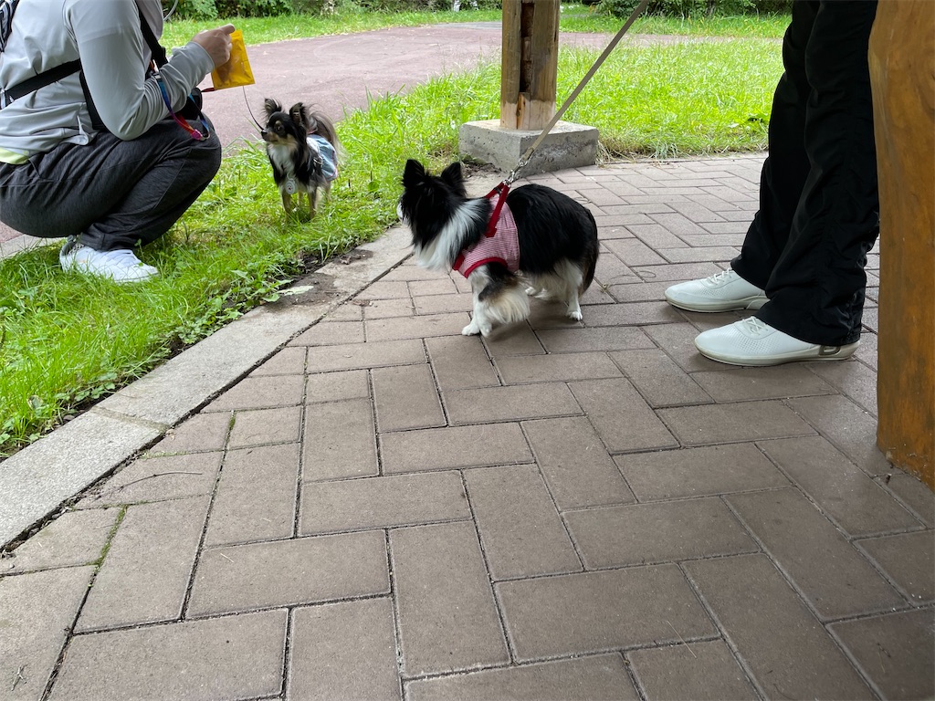 f:id:captaindog082:20210912154522j:image f:id:captaindog082:20210912154522j:image